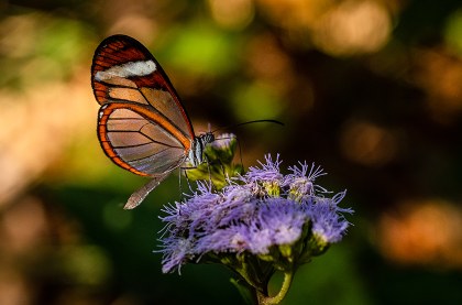 Mariposa alas de cristal- Chimalapas.jpg