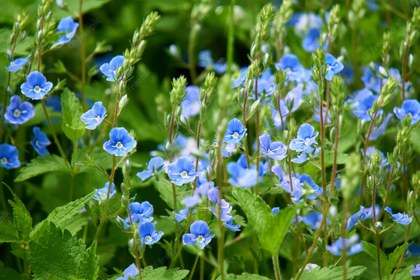 pequenas-flores-silvestres-azules-campo_101266-5253.jpg