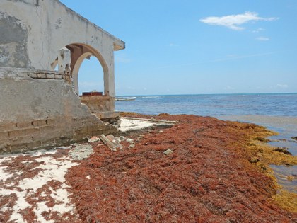 Erosión y Sargazo_Punta Caracol_Pto_Morelos_Vanesa Francisco_2018.JPG