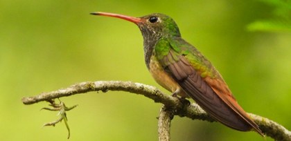 colibri.jpg