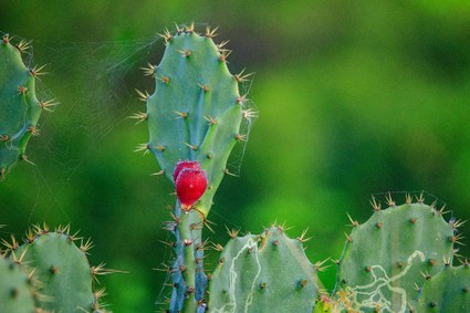 Evaluación del impacto ambiental en México: retos y oportunidades