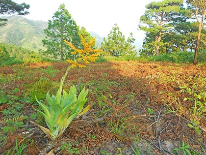 Orquídea endémica chimas.JPG