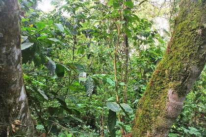 3 Cafetal sierra Norte de Oaxaca_Foto José Manuel Contreras-2.JPG