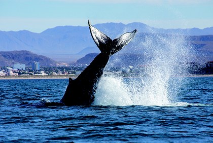 Carlos Aguilera_-2 gde.jpg