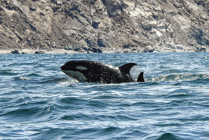 Orca Causa Natura Media.png