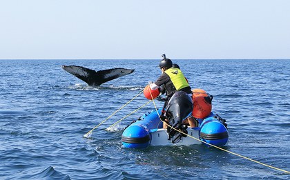 Rescate de una hembra de ballena jorobada en Puerto Vallarta en 2021 ©Astrid Frisch.JPG