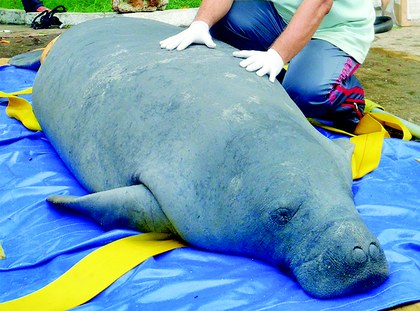 Manatí capturado.jpg