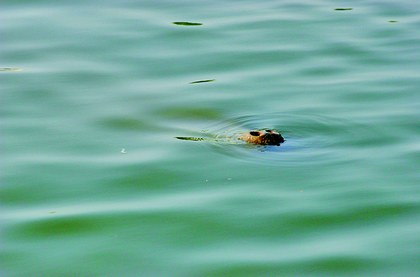 Manatí en superficie.jpg