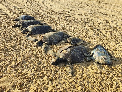 1. Tortugas muertas corto.jpg