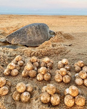 2 Tortuga y huevos.jpg