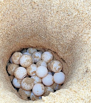 3. Nido, Sebastian Ramírez, Mayto-Jalisco, 2024.jpg