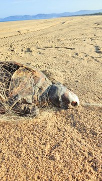 4. Tortuga enredada, Israel Llamas, Mayto Jalisco, 2025.jpg