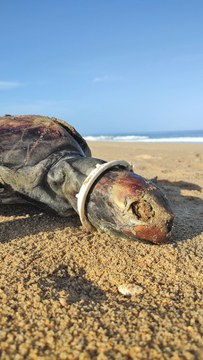 6. Tortuga y plástico, Israel Llamas, Mayto Jalisco, 2025.jpg