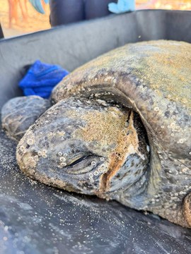 Foto 5. Tortuga propela rostro, Mitzi Nuñez, Puerto Vallarta, Jalisco, 2025.jpeg