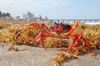 litoral-con-sargazo-y-vida-marina.jpg