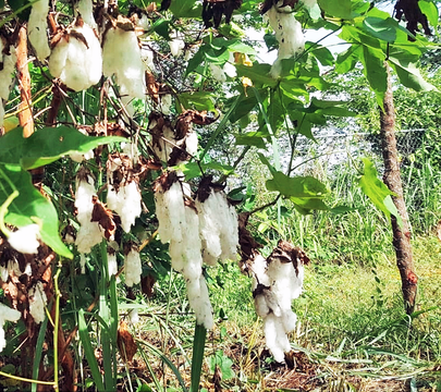 Cultivo experimental algodón Cintalapa, Chis.png