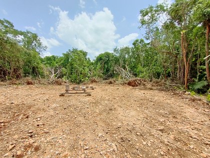 1. Apiario en deforestacion 2, foto Eric Vides.jpg