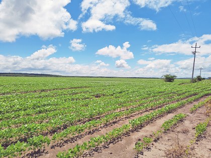 2. parcela de soya GM, foto Eric Vides.jpg