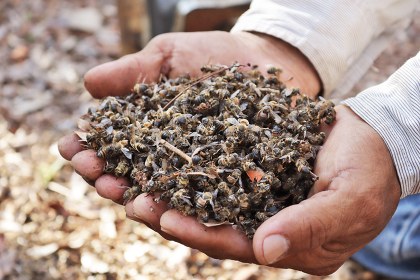 3. Abejas muertas, foto Colectivo de Comunidades mayas de Chenes.JPG