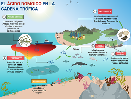Acido domoico cadena trófica.png
