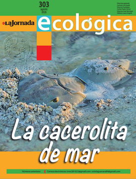 Portadita 303.png