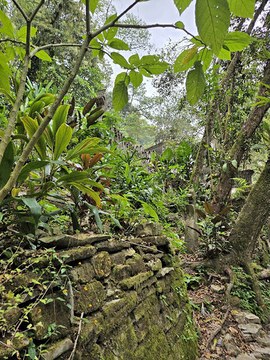 Árboles y plantas_Beatriz Olivera.jpg