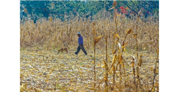 El maíz en Amilcingo, Morelos. Foto: Antonio Turok