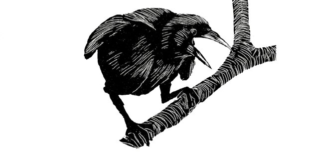 Ilustración de Tony Angell. In the Company of Crows and Ravens, de John M.Marzluff and Tony Angell, Yale University, 2005