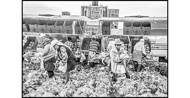 Una cuadrilla de trabajadores sindicales cosecha lechuga tras la máquina, en D'Arrigo Brothers, 2018. Foto: David Bacon