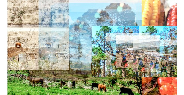 Imagen del nuevo portal Tzam. Las Trece Semillas Zapatistas. Conversaciones desde los pueblos originarios, en Desinformémonos