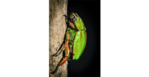 Escarabajo (Chrysina triumphalis). El Triunfo, Chiapas. Foto: Elí García-Padilla