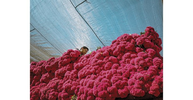 Puesto de flores de cempasúchil. Foto: Mario Olarte.
