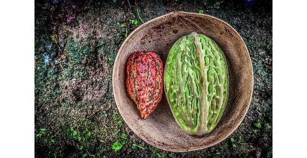 Cacao. Los Chimalapas, Oaxaca. Foto: Elí García-Padilla