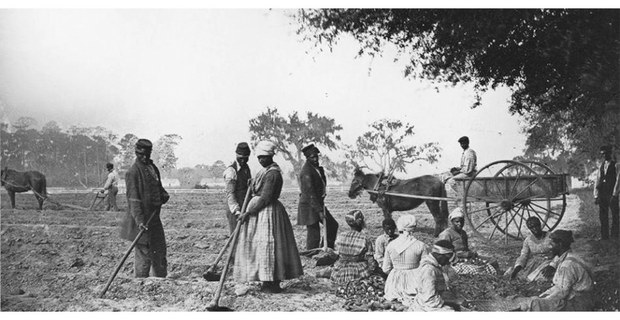 Plantación de boniatos en Estados Unidos (1862)