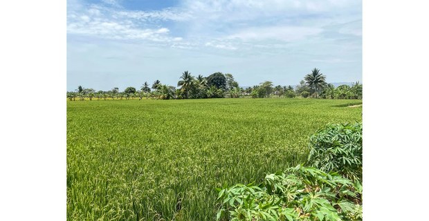 Arrozal en Rocafuerte, Manabí, Ecuador. Foto: Ojarasca