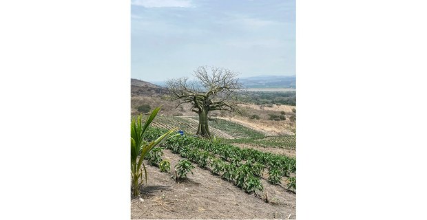 Cultivo agroecológico en Rocafuerte, Manabí, Ecuador. Foto: Ojarasca