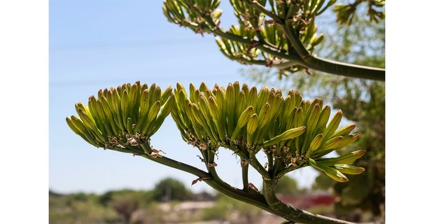 Flor del maguey. Valle del Mezquital, Hidalgo, 2024. Foto: Justine Monter Cid