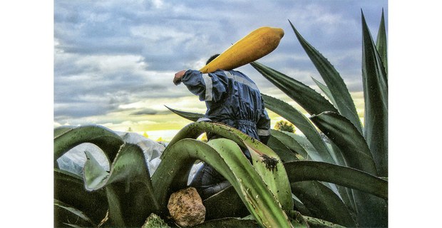 Tlachiquero de la Matlalcueye, San Pedro Tlacualpan, Tlaxcala, 2023. Foto: Enrique Taboada, Cuartoscuro 182