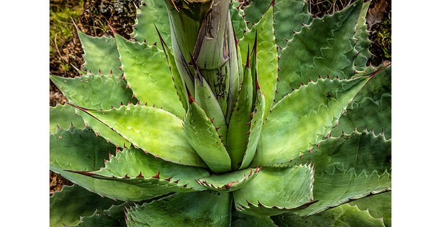 Agave tobalá, Oaxaca