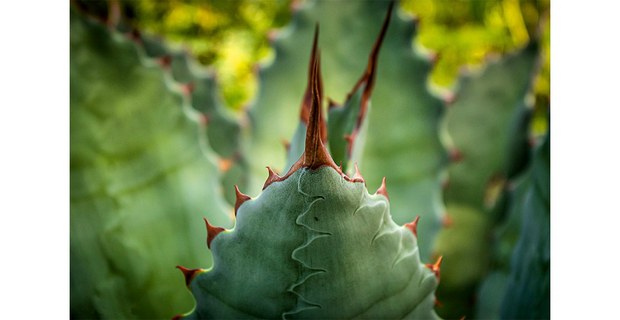 Agave tobalá, Oaxaca