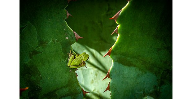 Sarcohyla hazelae en un agave, Oaxaca