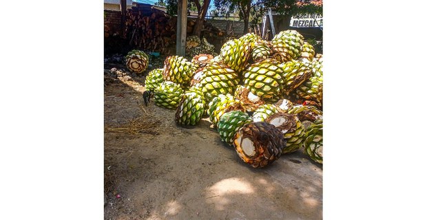 Piñas de mezcal, Rancho Blanco, Tlacolula, Oaxaca, 2024. Foto: Justine Monter Cid