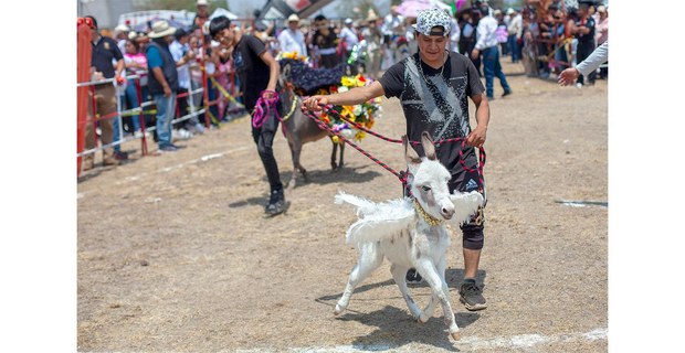 Feria Nacional del Burro, mayo de 2025. Fotos: José Carlo González.