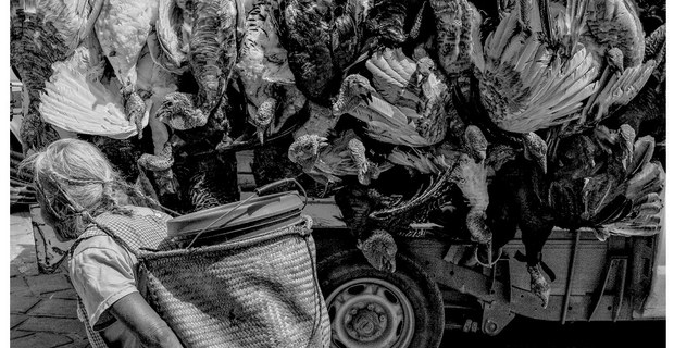 Los guajolotes, Oaxaca, verano de 2025. Foto: Mario Olarte