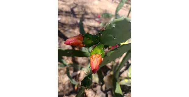 Nopal, tuna y flor. Foto: Hermann Bellinghausen