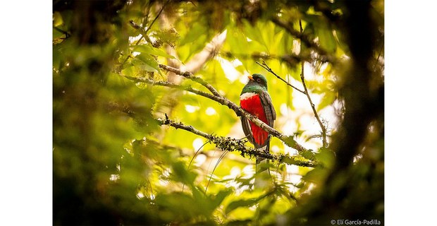 Foto: Elí García-Padilla