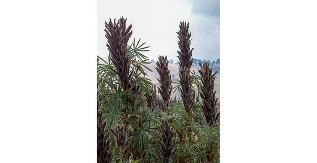 Ladera del volcán Iztaccíhuatl. Foto: Guillermo Bellinghausen Zinser