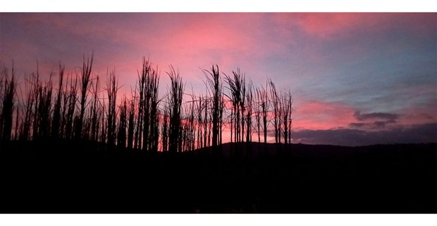 Foto: Noé Zapoteco Cideño