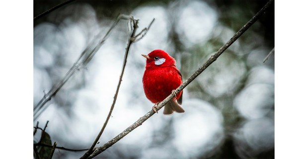 Chipe rojo (Cardellina rubra), Benito Juárez, Oaxaca. Foto: Elí García Padilla