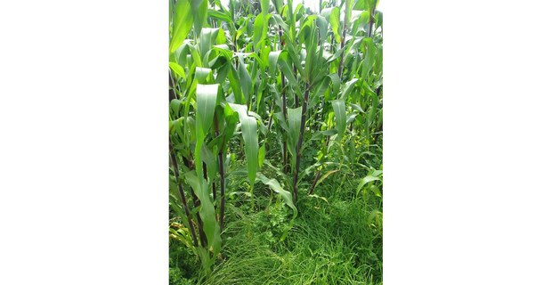 Una milpa en Milpa Alta, CDMX. Foto: Ojarasca